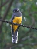 Gartered Trogon