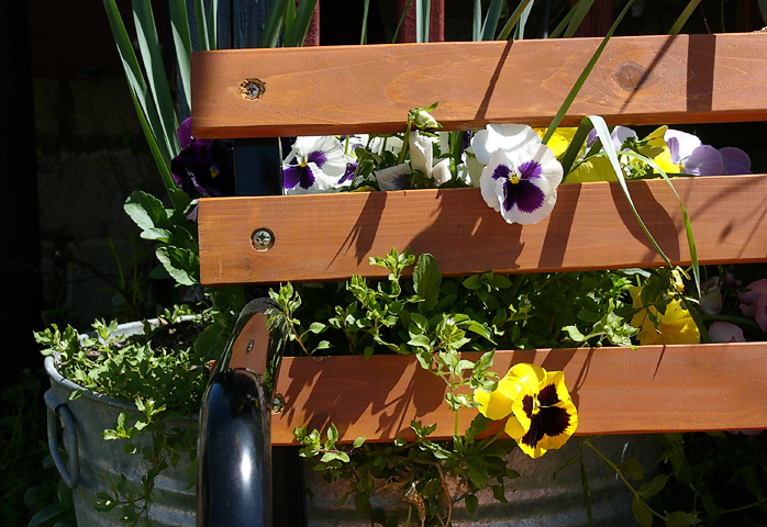Pansies