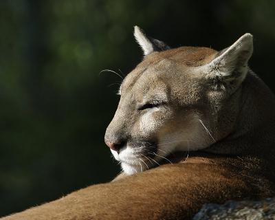 Cougar Cat-Nap