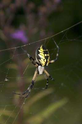 Garden Spider
