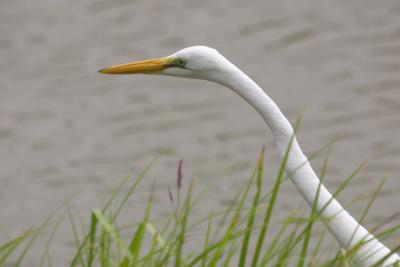 Great Egret