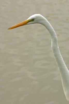 Great Egret