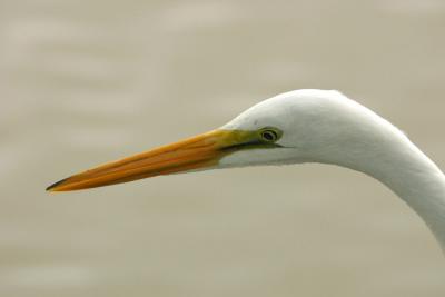 Great Egret