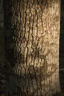 CRW_9132.jpg