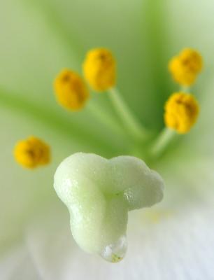 Eclectic Images