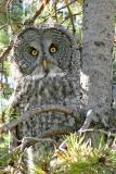 Great Grey Owl