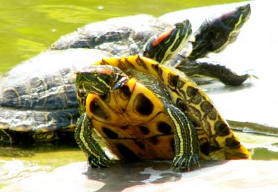 sdturtle1.JPG