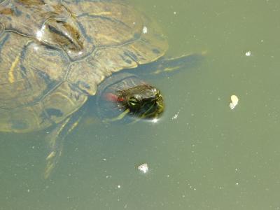 sdturtle3P1030218.JPG