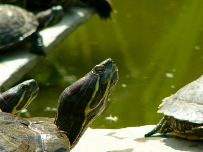 sdturtle4.JPG