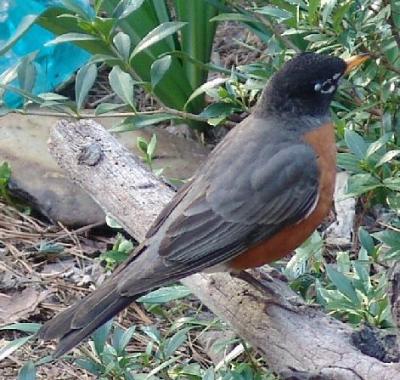 Rockin' Robin