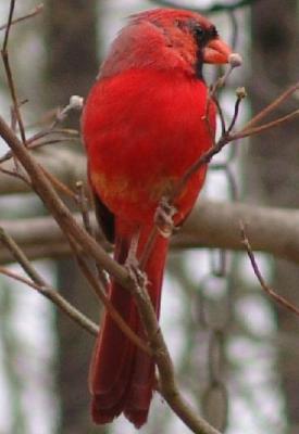 u43/harlene/medium/27896468.31504_cardmdogwood.jpg