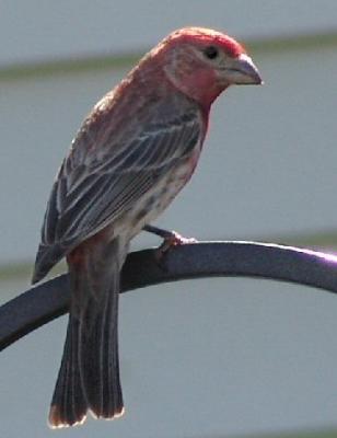 House Finch