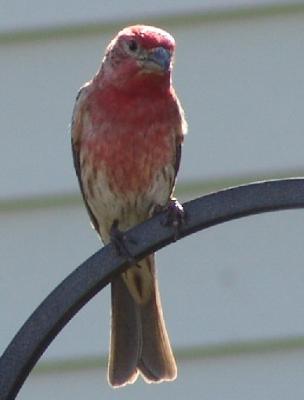 House Finch 2