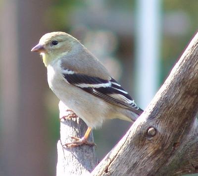 American Goldfinch