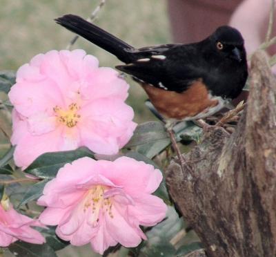 Male Towhee Among Flowers