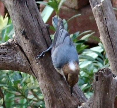 Topsy-Turvy Nuthatch