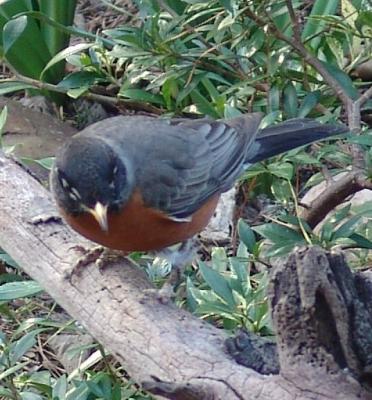 Stumped Robin