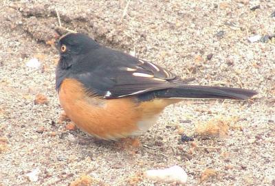 All Fluffed Up