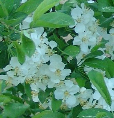 u43/harlene/medium/27995908.4904_treeunknownblossoms.jpg