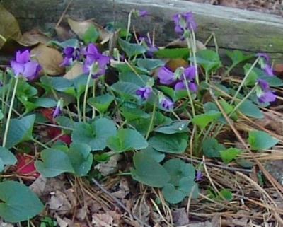 u43/harlene/medium/27995912.violets.jpg