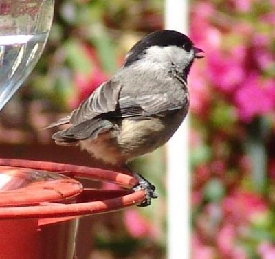 Singing Chickadee
