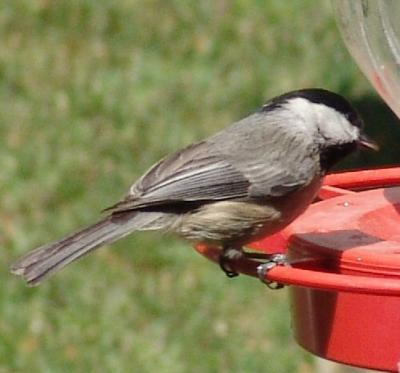 Wanna Be Hummer