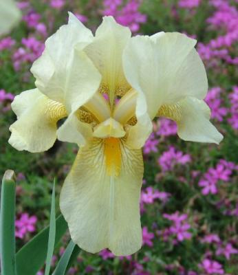 Yellow Bearded Iris