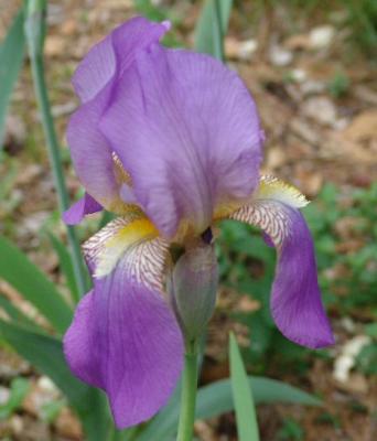 Lavender Iris