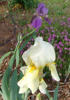 White, Yellow, and Lavender Iris
