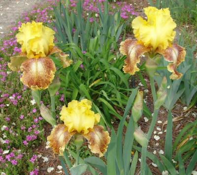 Beautiful Yellow and Rust Iris