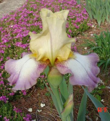 Multi-colored Iris