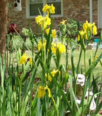 Yellow Pond Iris
