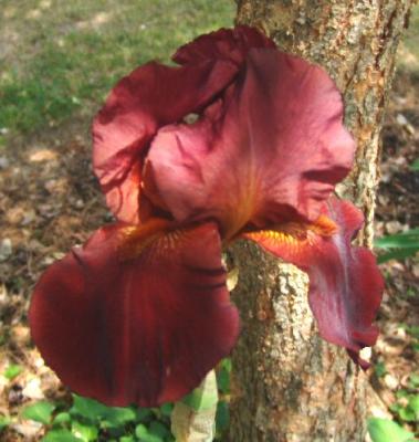 Maroon Iris