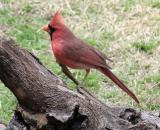 Male Cardinal