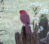 Cardinal Among Blossoms