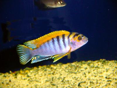 Labidochromis sp. Red Top Kimpuma - Super Red