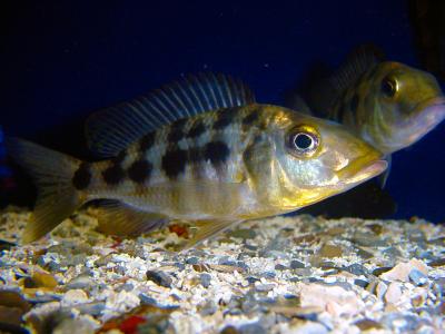 Fossorochromis rostratus