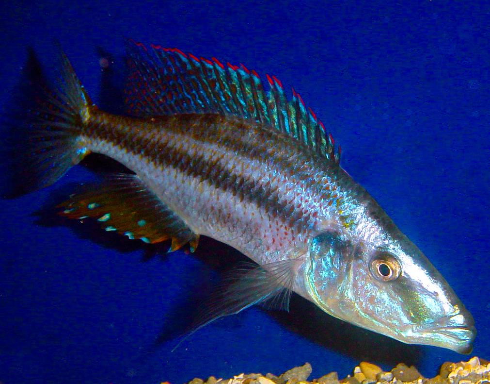 Dimidiochromis compressiceps