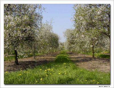 Spring in the fruitgarden.