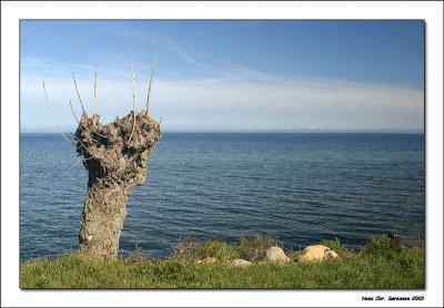 The old tree and the sea