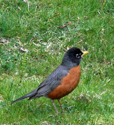 Robin