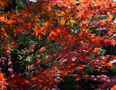 Jotenji Leaves (Trees Challenge)