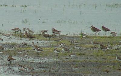 Shorebirds on Pea Island