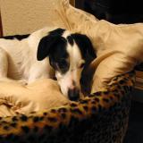 Joop's Dog Log - Thursday Apr 08