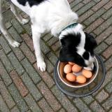 Joop's Dog Log - Sunday Apr 11