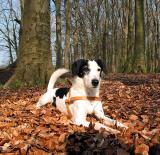 Joop's Dog Log - Monday Apr 19
