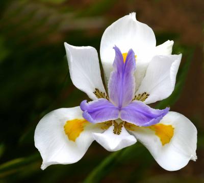 IMG_4873flowers.jpg