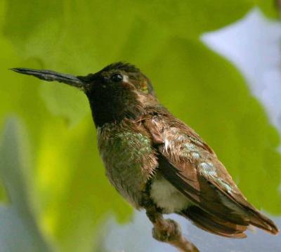 IMG_4948 hummers.jpg