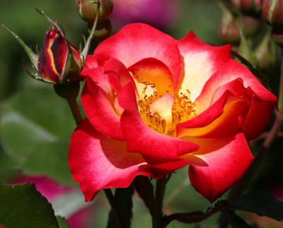 IMG_5324roses.jpg