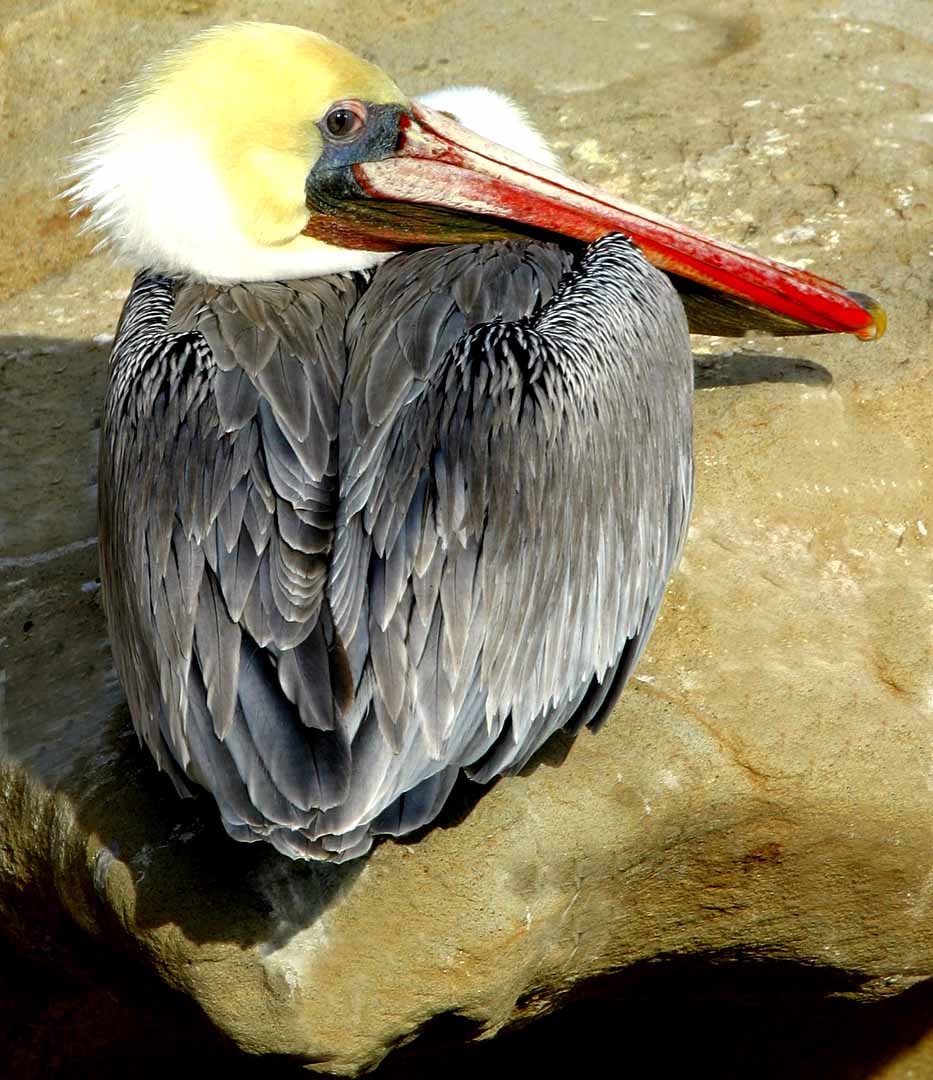 IMG_9682 pelicans.jpg